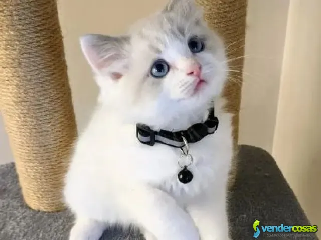 Adorable Home Raised Ragdoll Kittens - Birmingham, Alabama - Vender Cosas_id26021-1