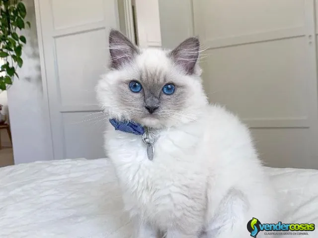 Adorables gatitos Ragdoll, macho y hembra. - New York, Nueva York - Vender Cosas_id25796-1
