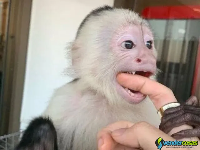 Adorables monos capuchinos disponibles para la venta. - Guaydía, Guayanilla - Vender Cosas_id25560-1