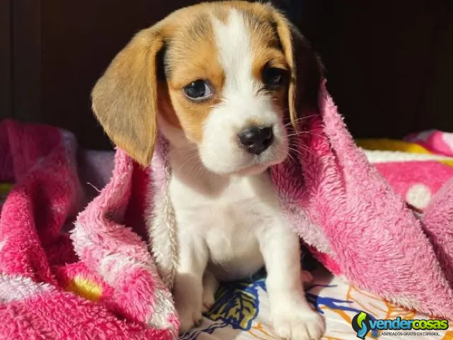 Beagle WhatsApp al +34 611 22 51 37. - Las Palmas, Canarias - Vender Cosas_id25702-1