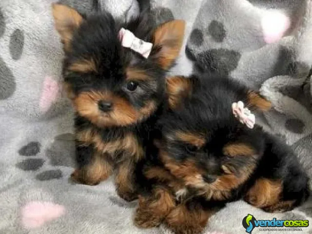 Beautiful Male Yorkie Puppy - New Yorc, Nueva York - Vender Cosas_id25557-1