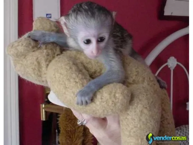  bebe monos capuchinos para la adopcion 1