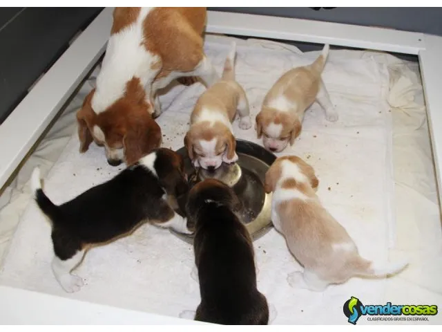 Cachorros beagle, certificados,s llenos de vigor. 1