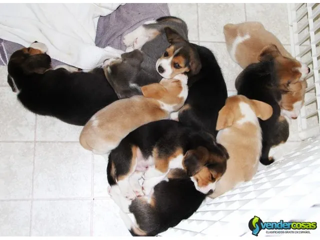 Cachorros beagle, certificados,s llenos de vigor. 3