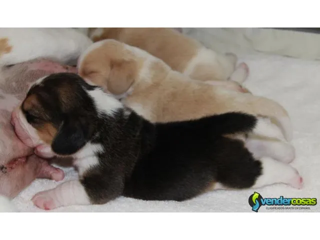 Cachorros beagle, certificados,s llenos de vigor. 5