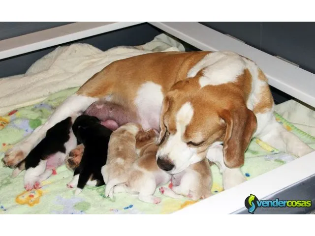 Cachorros beagle, certificados,s llenos de vigor. 6