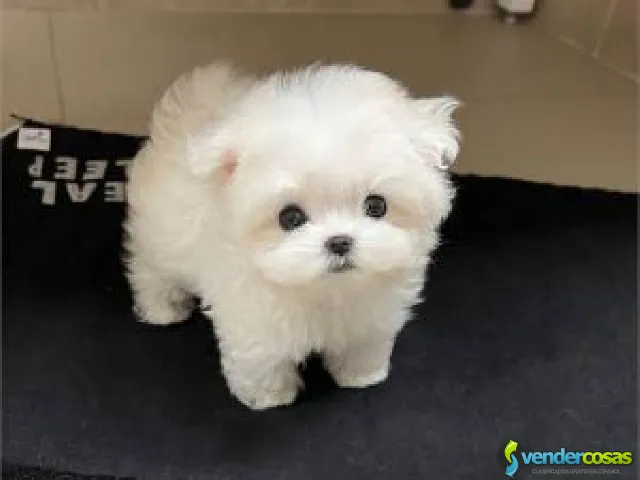  cachorros malteses amigables - Carolina Zona Urbana, Carolina - Vender Cosas_id25560-1