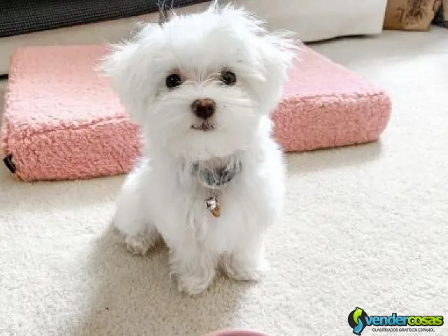Cachorros Malteses Inteligentes - Jersey City, Nueva Jersey - Vender Cosas_id25560-1