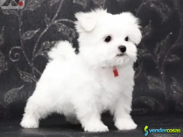 Cachorros Malteses muy dulces y encantadores - Newark, Nueva Jersey - Vender Cosas_id25560-1