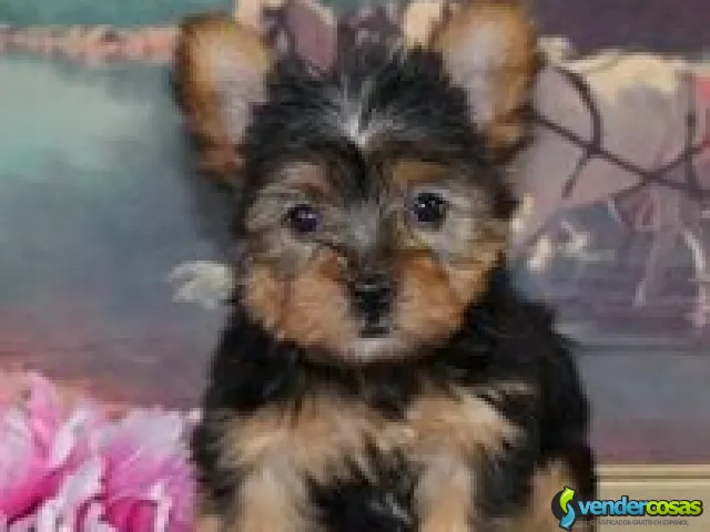 cachorros yorkie listos para su adopción - Los Ángeles, California - Vender Cosas_id25048-1