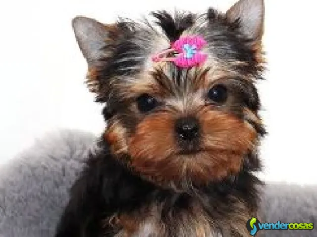 cachorros yorkie listos para su adopción - Los Ángeles, California - Vender Cosas_id25048-2