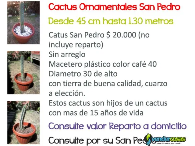 Cactus ornamentales san pedro - despachos 1