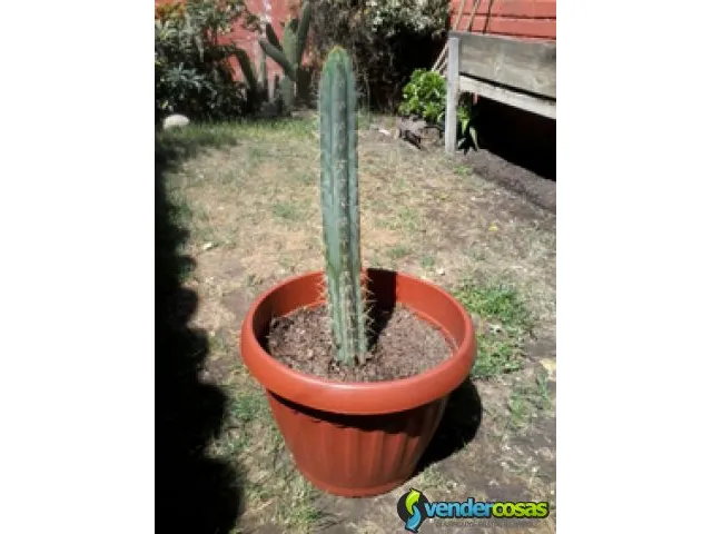 Cactus ornamentales san pedro - despachos 2