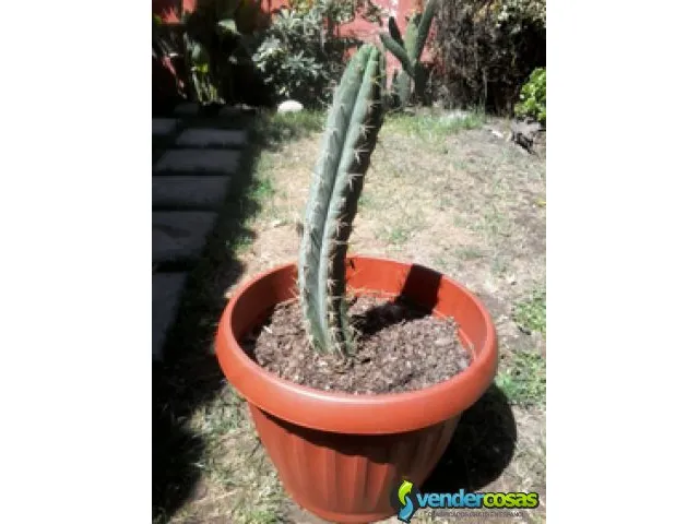 Cactus ornamentales san pedro - despachos 4
