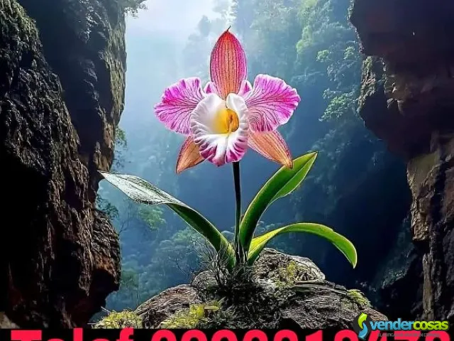 Control de plagas en Tumbaco teléf 0987058464 - Tumbaco - Vender Cosas_id25774-1