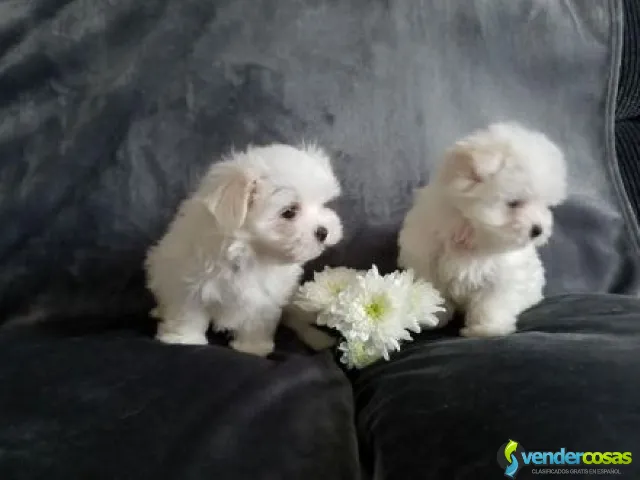 Cutest Adorable Teacup Maltese Puppies - Dallas, Texas - Vender Cosas_id25560-1