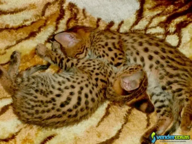 Exóticos gatitos f1 y serval sabana disponibles 1