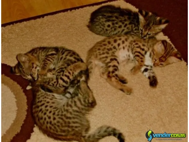 Exóticos gatitos f1 y serval sabana disponibles 2