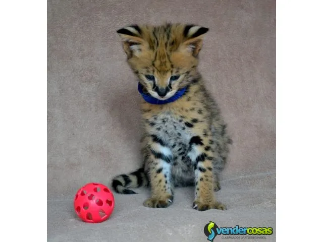 Exóticos gatitos f1 y serval sabana disponibles 3