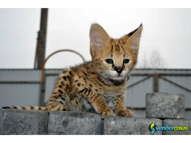 Exóticos gatitos f1 y serval sabana disponibles 5