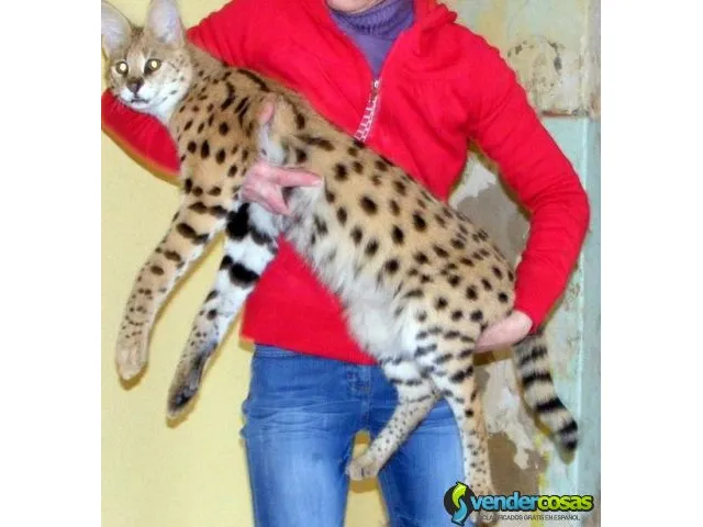 Exóticos gatitos f1 y serval sabana disponibles 6