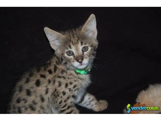 Exóticos gatitos f1 y serval sabana disponibles 7
