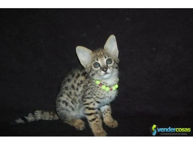 Exóticos gatitos f1 y serval sabana disponibles 8