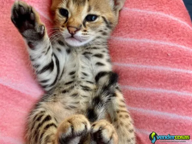  Gatitos Savannah F1 y F2 disponibles para la venta. - Las Cabezas de San Juan, Andalucía - Vender Cosas_id25730-1