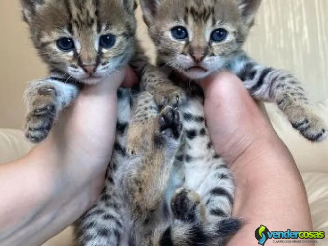  Gatitos Savannah F1 y F2 disponibles para la venta. - Las Cabezas de San Juan, Andalucía - Vender Cosas_id25730-2