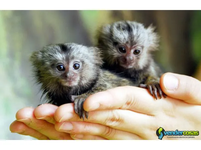 Hermoso mono monos tití para la adopción. 4