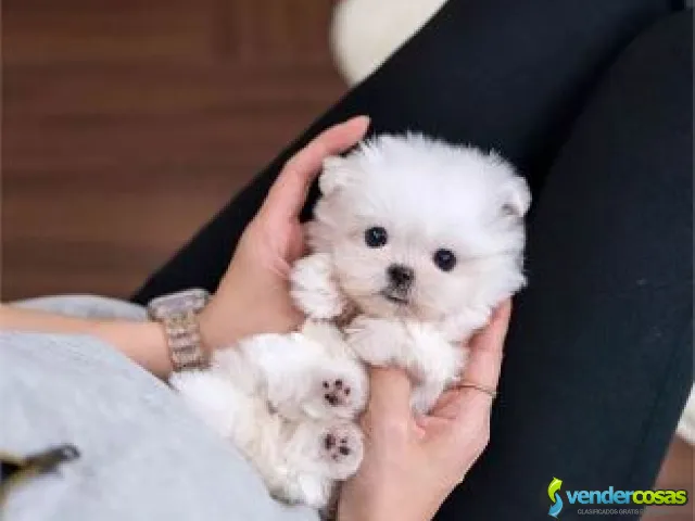 Impresionantes cachorros malteses genuinos - Omaha, Nebraska - Vender Cosas_id25560-1
