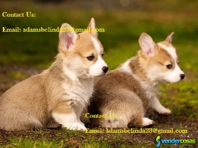 Increíbles cachorros Corgi entrenados,  - San José, San Juan - Vender Cosas_id25907-1