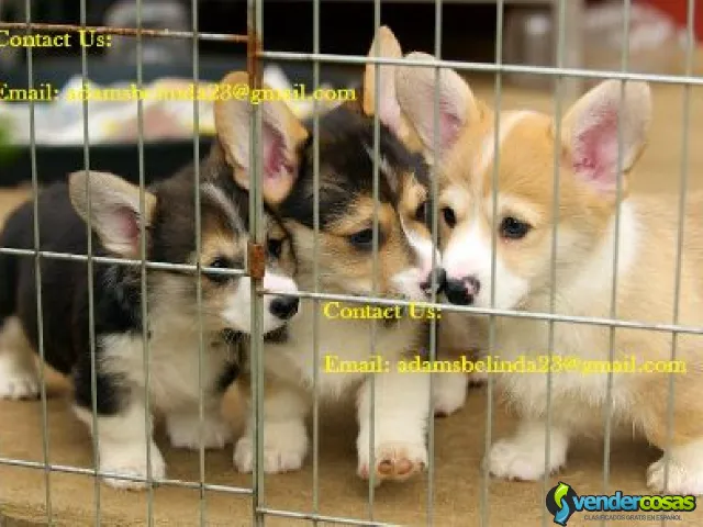 Increíbles cachorros Corgi entrenados,  - San José, San Juan - Vender Cosas_id25907-2