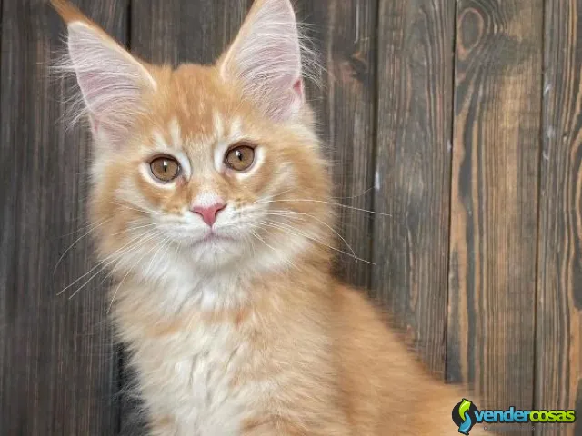 Maine Coon Kittens For Sale - Saint Just, Trujillo Alto - Vender Cosas_id25418-1