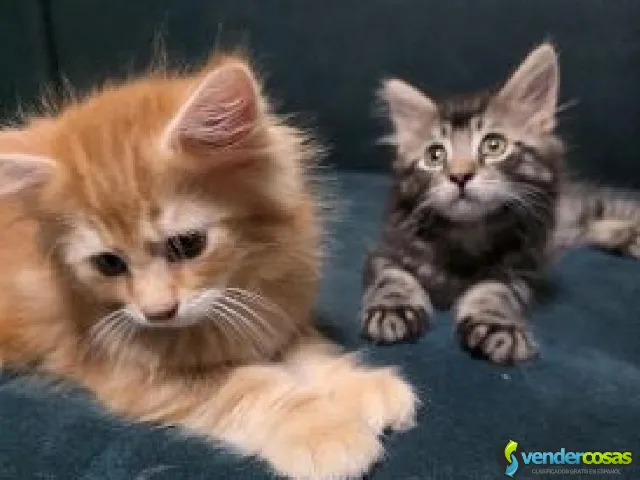 Maine Coon Kittens For Sale - Saint Just, Trujillo Alto - Vender Cosas_id25418-2