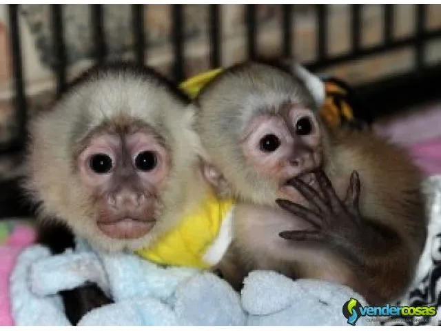 Maravillosos monos capuchinos 1