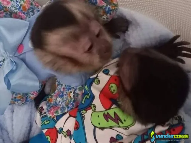 Monos Capuchinos Impresionantes en Adopción - Carolina Zona Urbana, Carolina - Vender Cosas_id25560-1