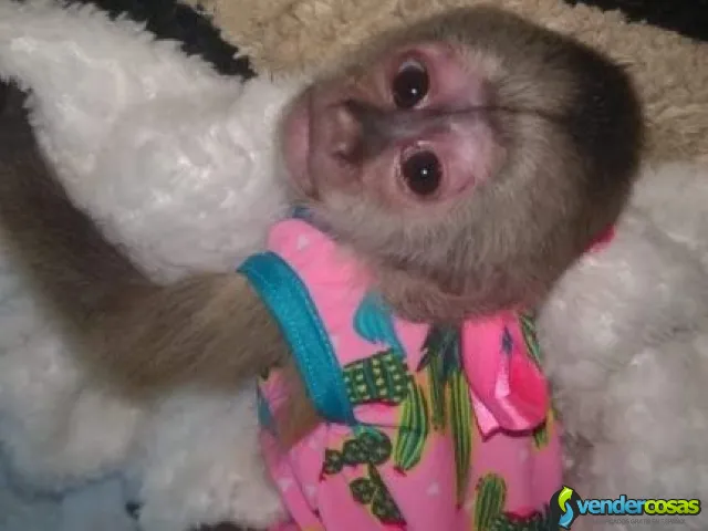 Monos Capuchinos Lindos en Adopción. - Bayamoncito, Comerío - Vender Cosas_id25560-1