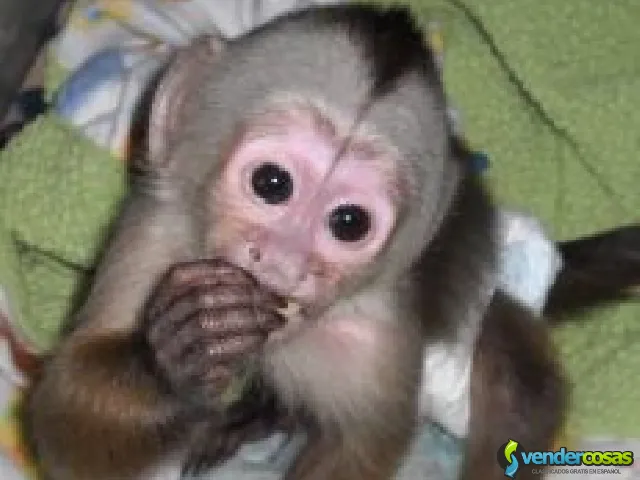 Monos Capuchinos Lindos y Sanos. Disponibles - New Yorc, Nueva York - Vender Cosas_id25560-1