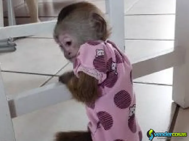 Monos Capuchinos Lindos y Sanos. Disponibles - San Juan Antiguo, San Juan - Vender Cosas_id25560-1