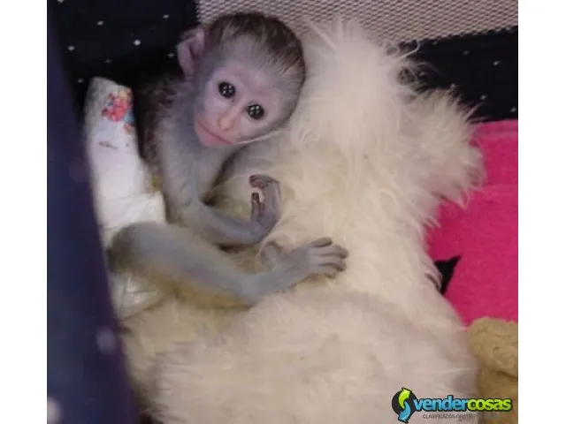   monos capuchinos muy saludables disponibles 1