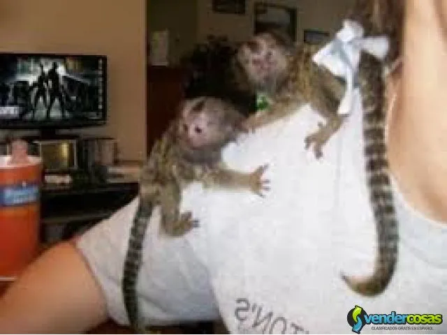 Monos tití bebé en adopción 1