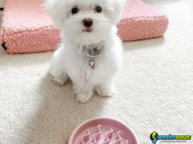 Nice and Healthy Maltese Puppies Available - Columbus Junction, Ohio - Vender Cosas_id25560-1