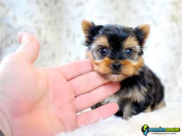  Perfect Male and female Yorkie - Birmingham, Alabama - Vender Cosas_id25966-1