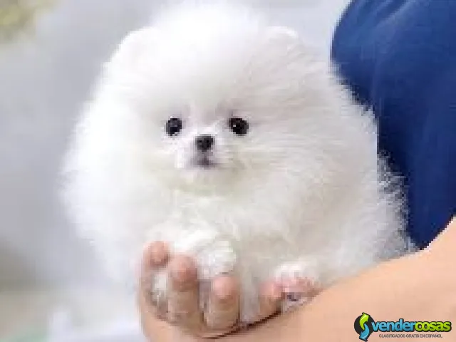 Pomerania cachorro adopcion mini toy blanco - Miami, Florida - Vender Cosas_id25055-1
