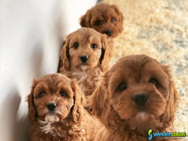 Preciosos cachorros cavapoo en adopción +34 612 52 75 08 - Barcena Mayor, Cantabria - Vender Cosas_id25638-1