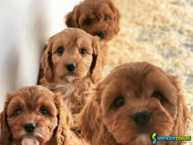 Preciosos cachorros cavapoo en adopción +34 612 52 75 08 - Barcena Mayor, Cantabria - Vender Cosas_id25638-2