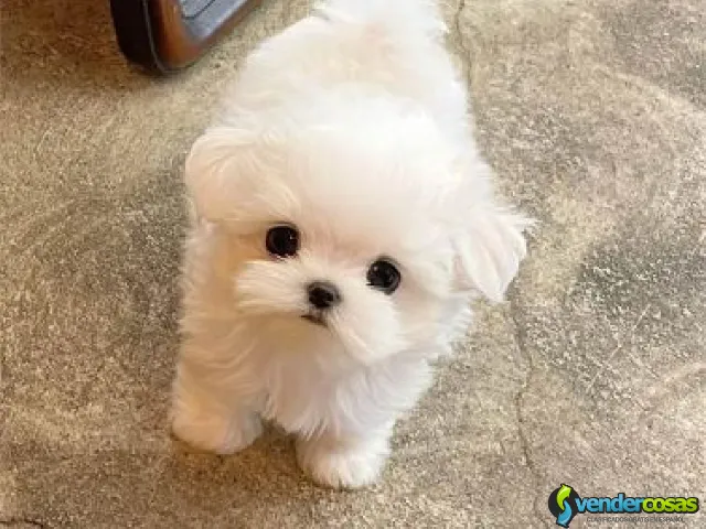 Preciosos cachorros malteses blancos - Arecibo Zona Urbana, Arecibo - Vender Cosas_id25560-1