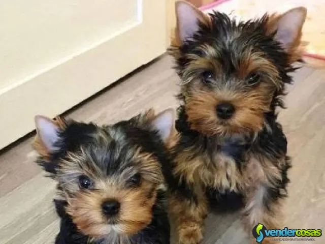 ¡Preciosos cachorros Yorkie Teacup del AKC! - Miami, Florida - Vender Cosas_id25560-1
