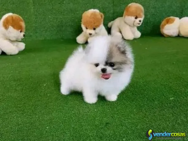 Regalo Hermosos cachorros de Pomerania. - Pereiro de Aguiar, Galicia - Vender Cosas_id25747-2